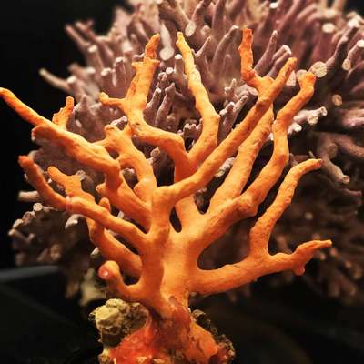 Detail of piece of orange coral
